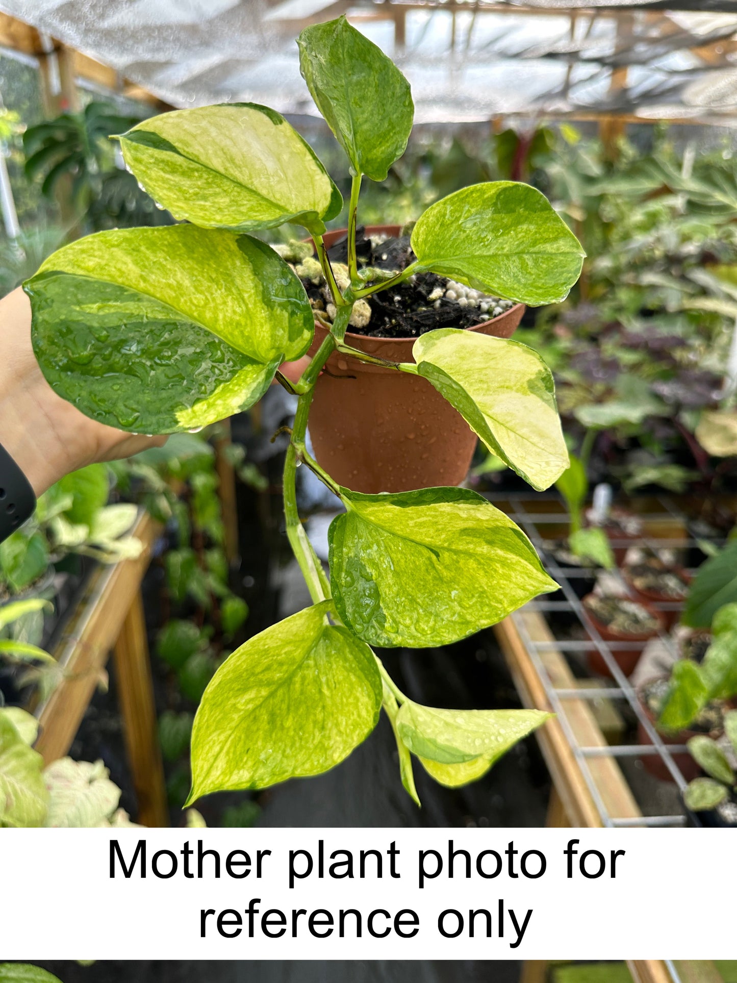 Rare NEW Pothos (Epipremnum aureum) Manjula mint variegated "Olivia"