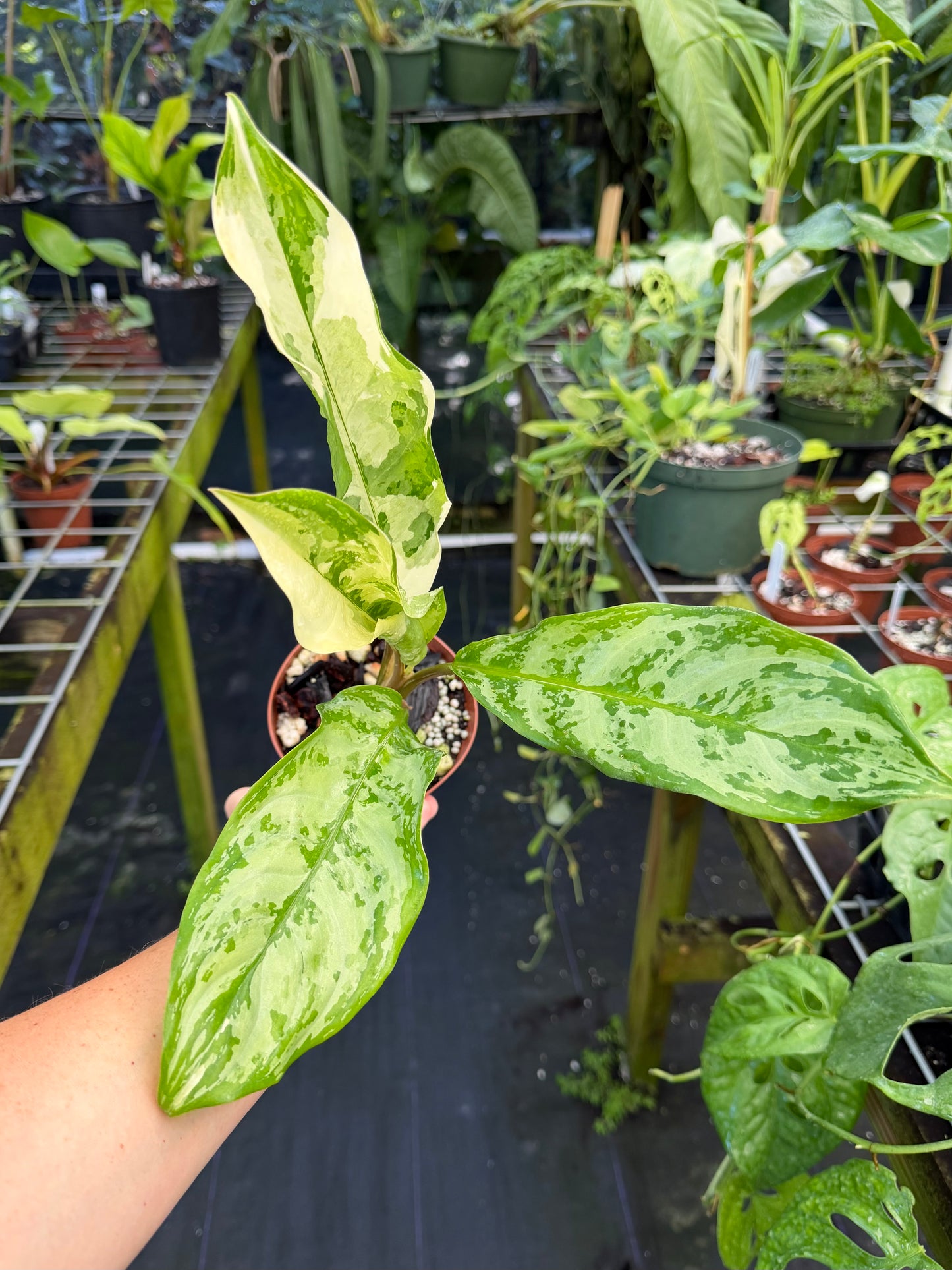 Aglaonema commutatum 'Manila Pride' variegated