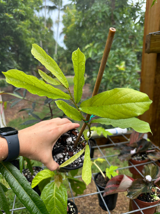 Aristolochia salvadorensis "Darthvader Plant" Rare