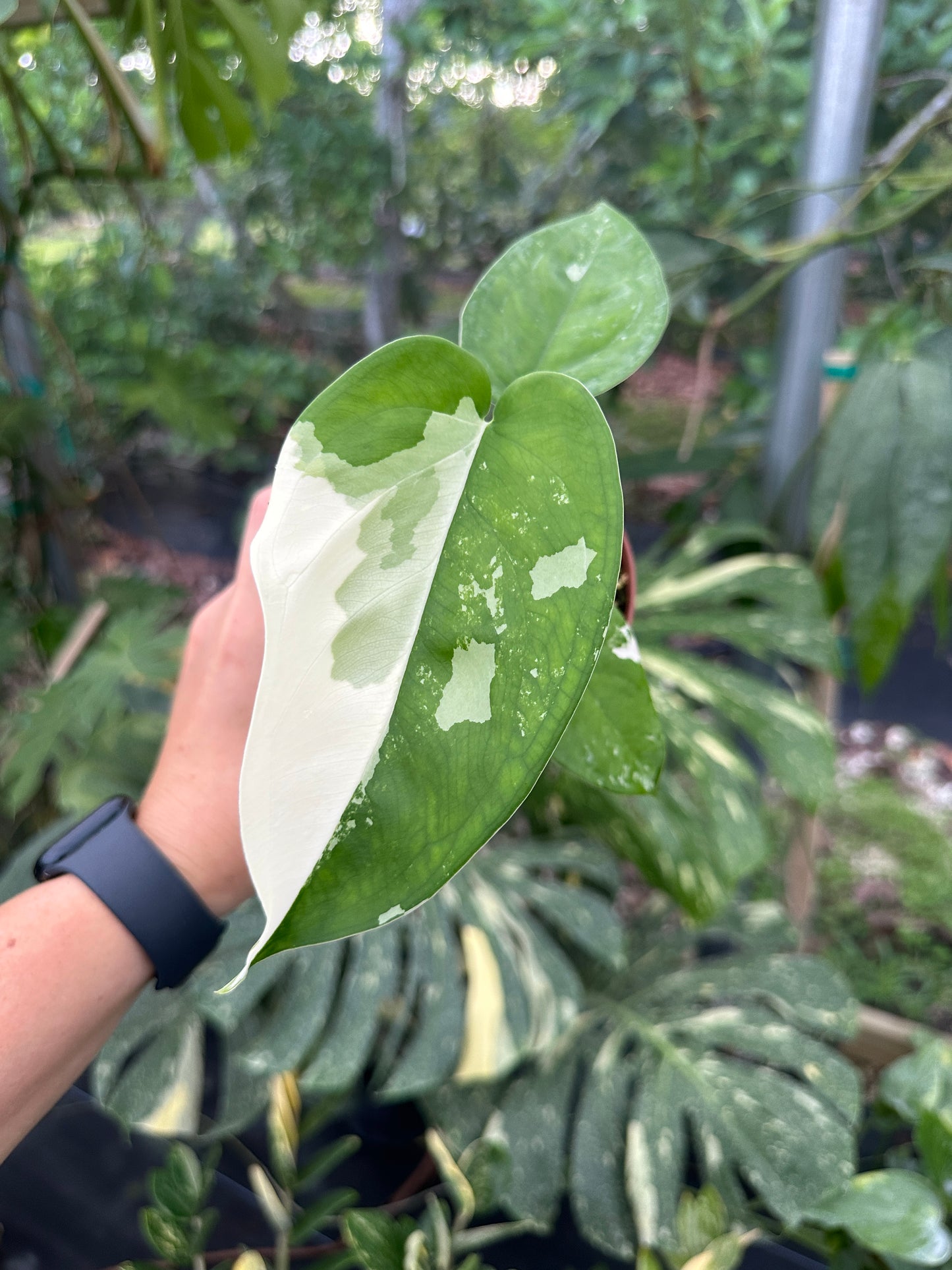 Syngonium chiapense variegated EXACT PLANT