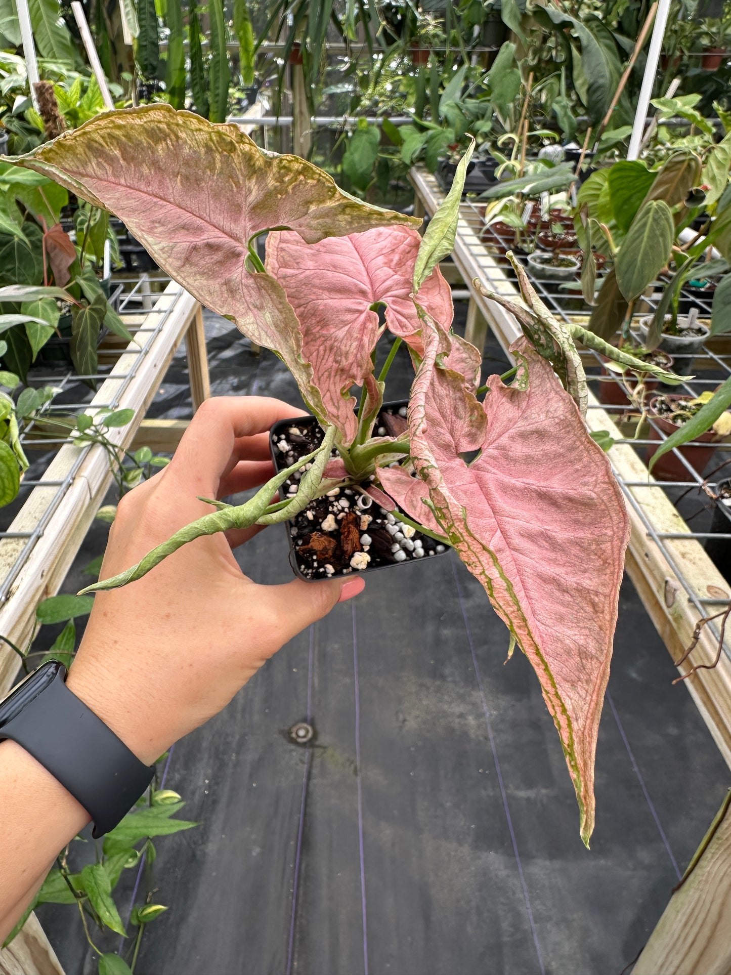 Syngonium Pink Rolli