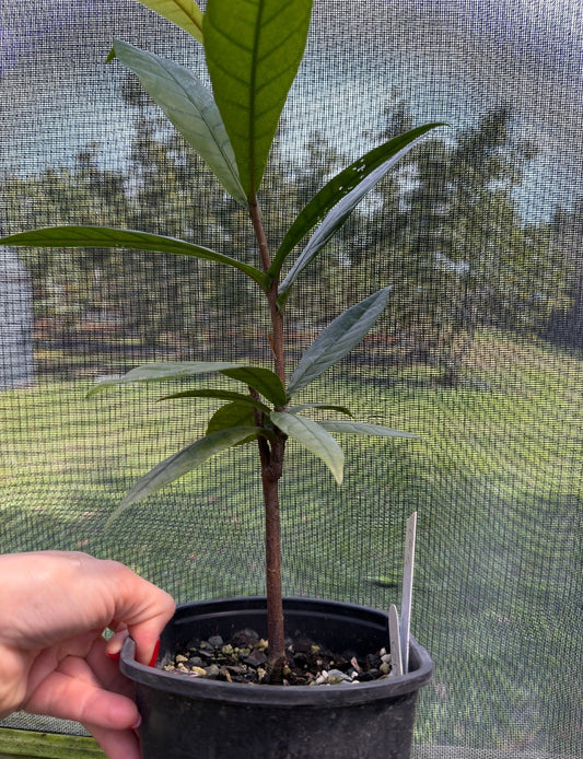 Grias cauliflora, the Anchovy pear, Rare