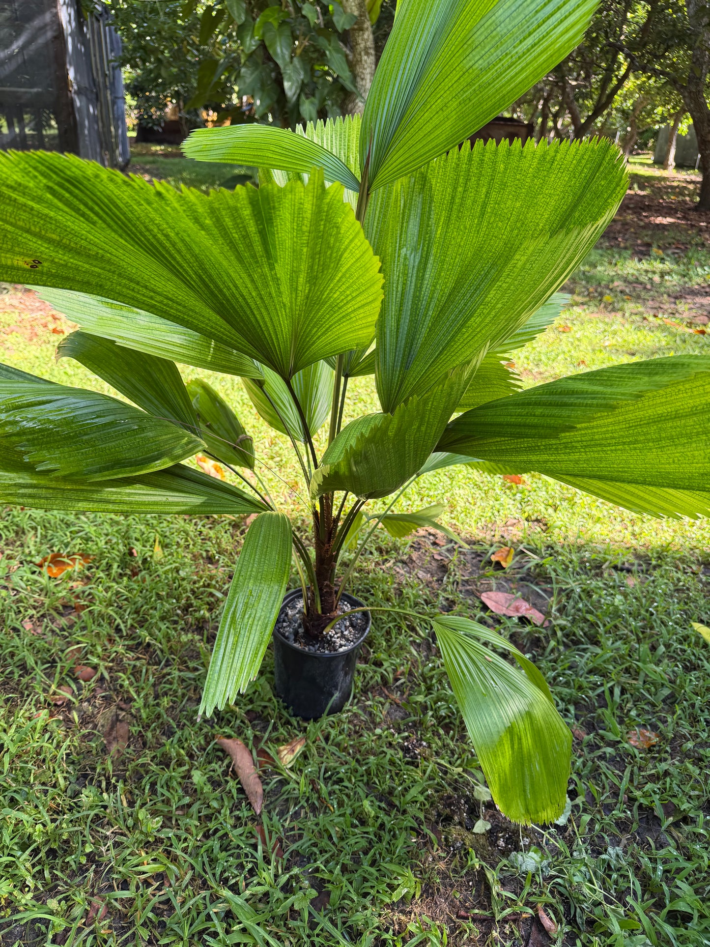 Licuala grandis Palm, Large, LOCAL PICK UP SPECIAL
