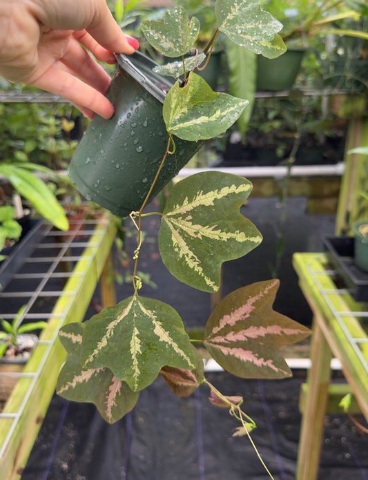 Passiflora trifasciata