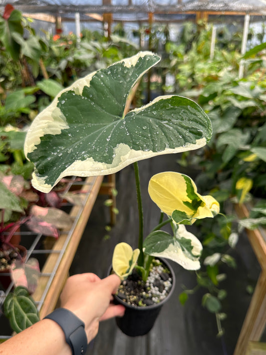 Xanthosoma Albo Variegata / Mickey Mouse Alocasia 4"