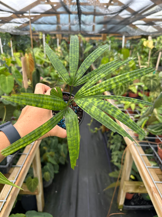 Licuala Mattanensis Mapu
