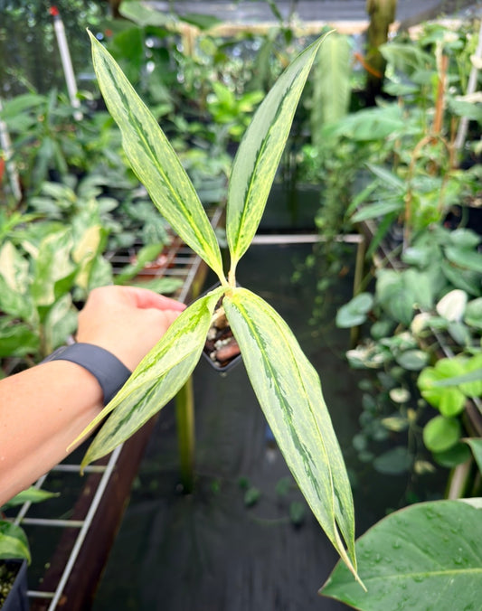 Aglaonema 'Matcha Lemon'