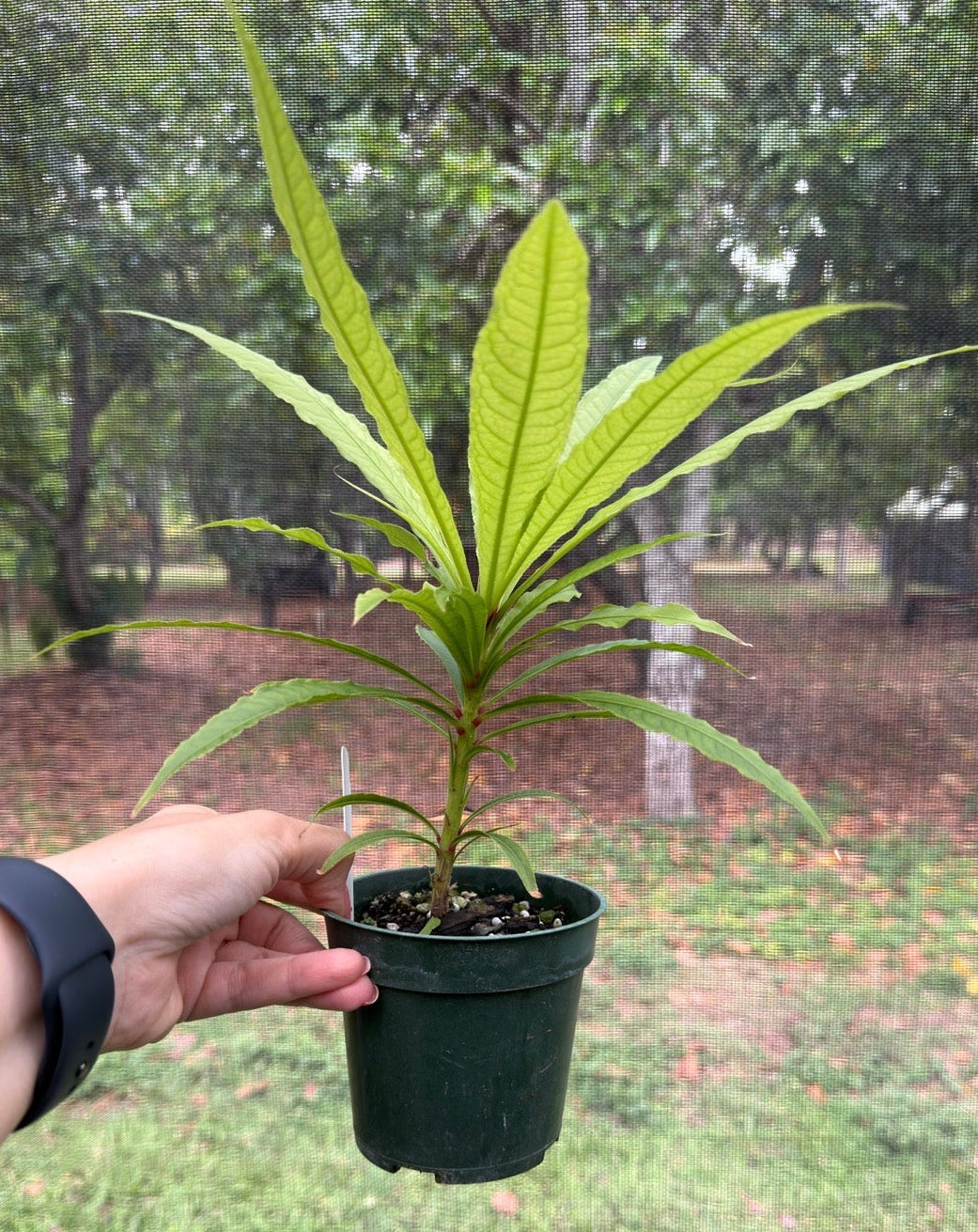 Barringtonia papuana, Rare