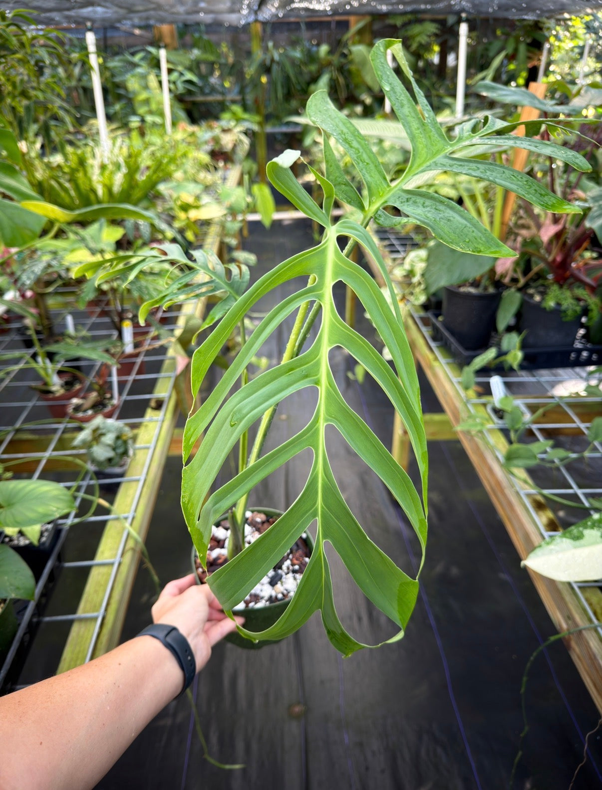 croc monstera Monstera croatii Large Rare