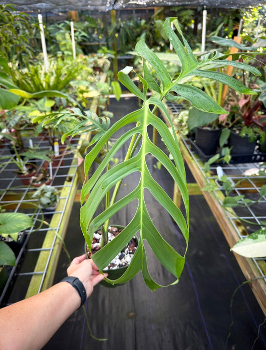 Monstera croatii Rare
