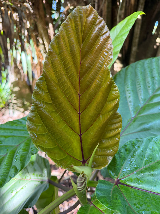 Ficus dammaropsis, Rare