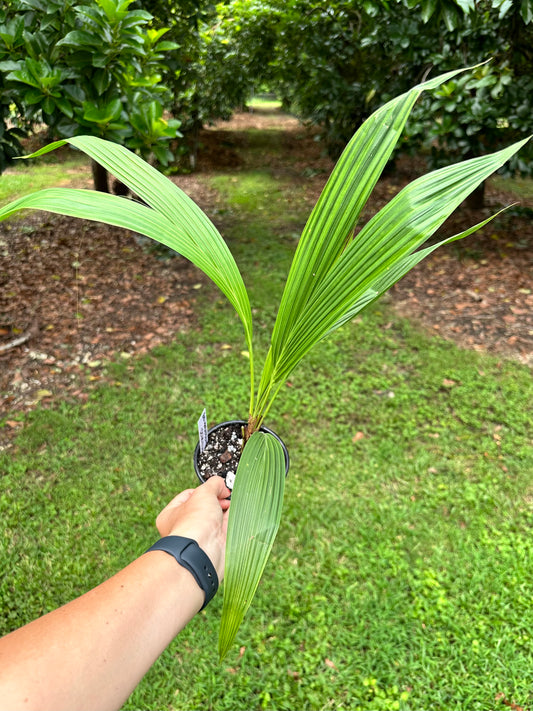 Beccariophoenix Fenestralis "Windowpane Palm"