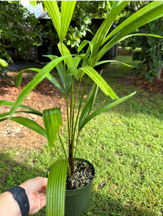 Licuala lauterbachii Palm Large
