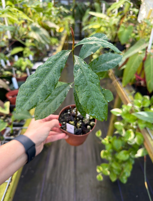 Barringtonia acutangula