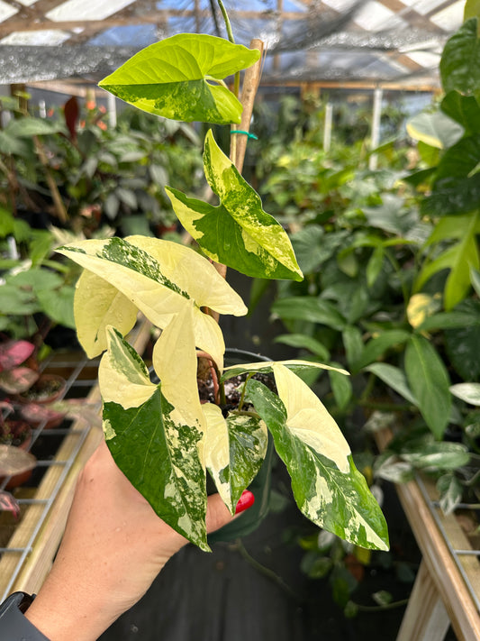 Syngonium podophyllum Aurea Variegated
