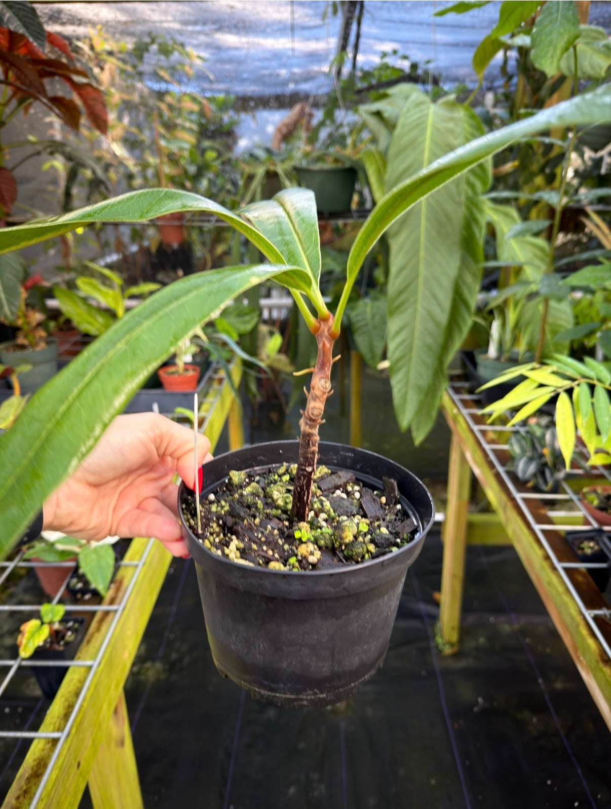 Clavija domingensis Rare