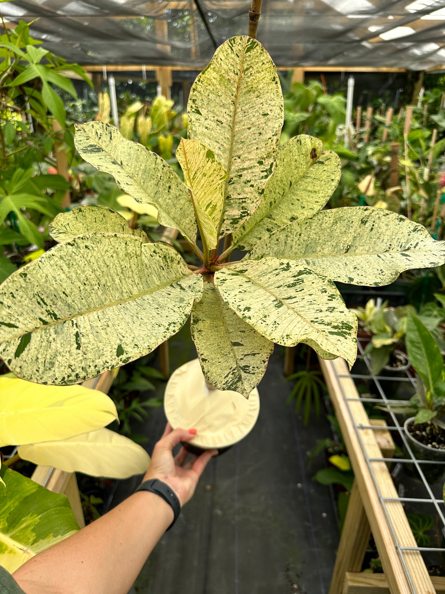 XL Rare Variegated Plumeria Frangipani