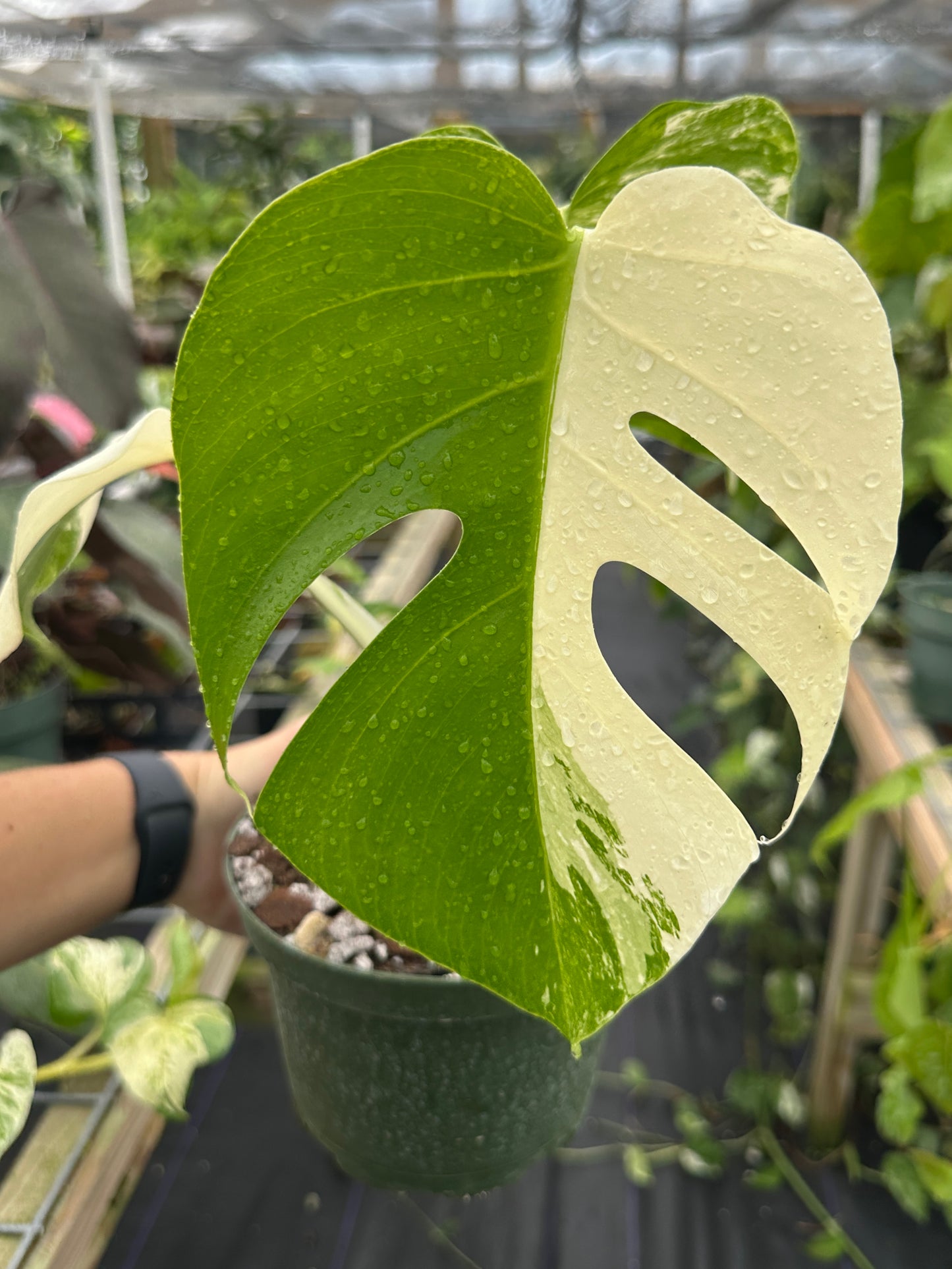 Monstera Albo Variegated EXACT PLANT 6” pot