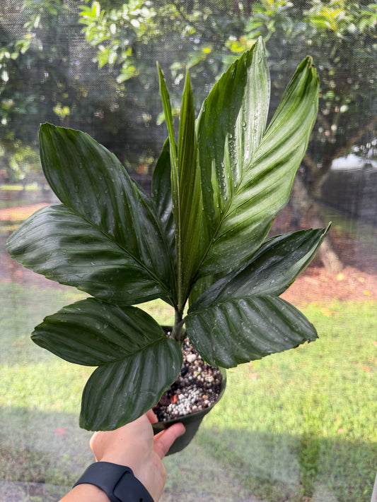 Chamaedorea Metallica, Metallica Palm