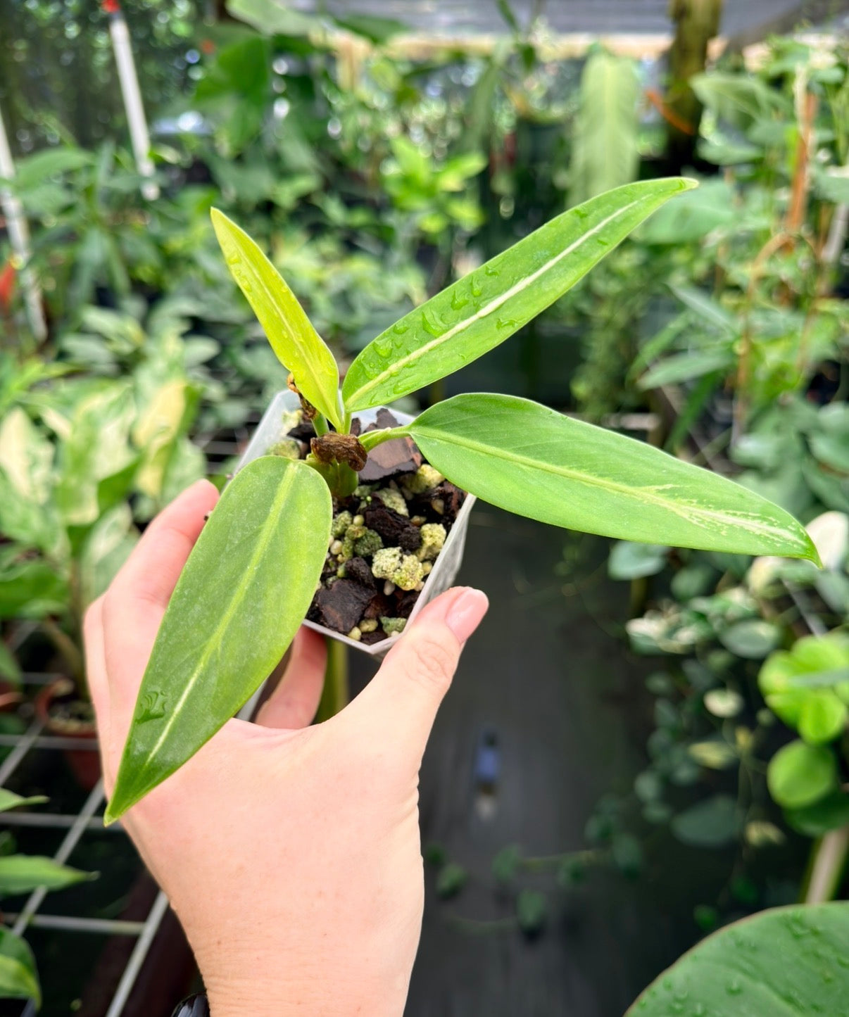 Aglaonema vittatum, rare species