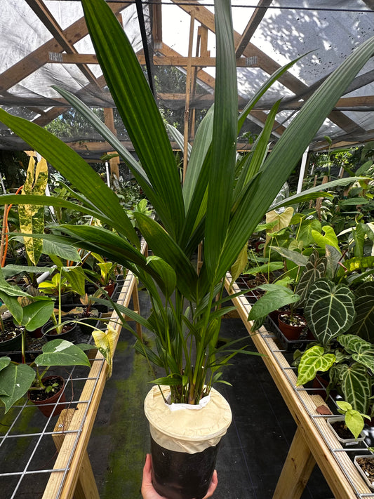 Cyrtostachys Renda / Lipstick Palm XL