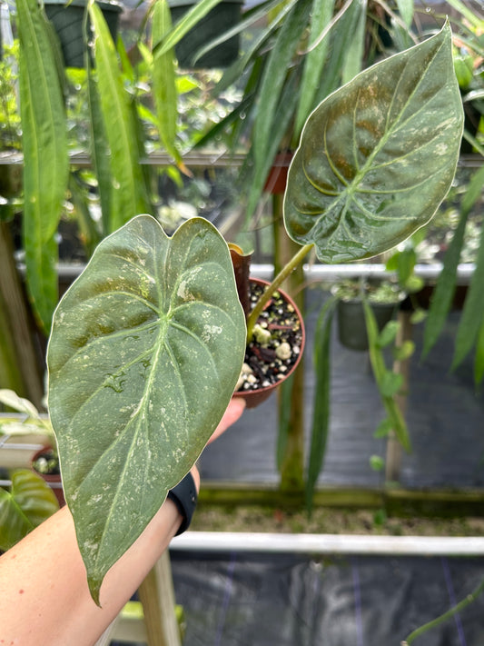 Alocasia wentii Variegated (Glitter type variegation)