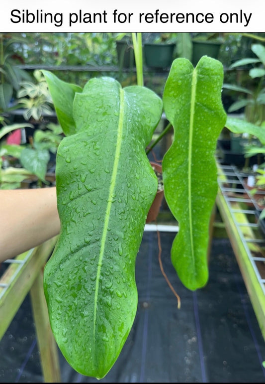 Philodendron sp. Costa Rica, Rare