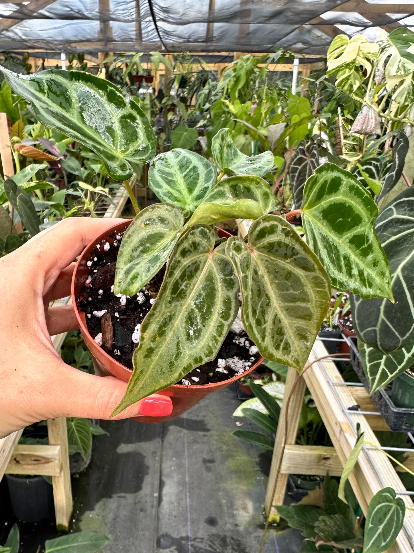Anthurium "Selby's Silver"