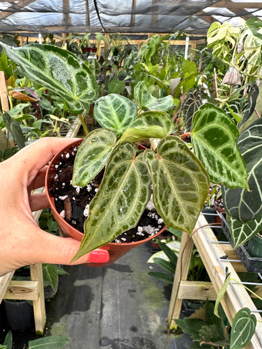 Anthurium "Selby's Silver"