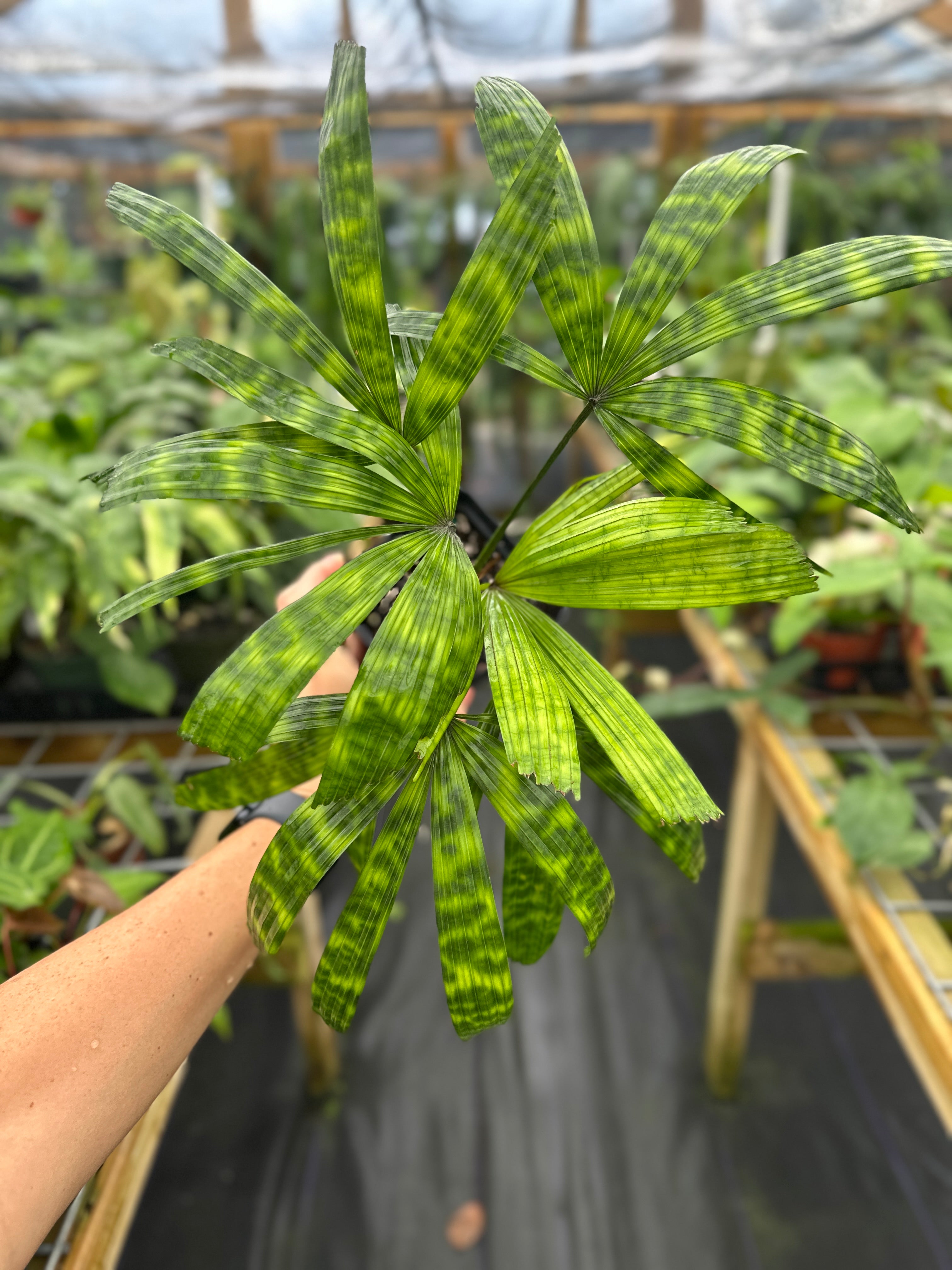 Licuala mattanensis 'Mapu' リクアラ マプー/ 観葉植物 ヤシ