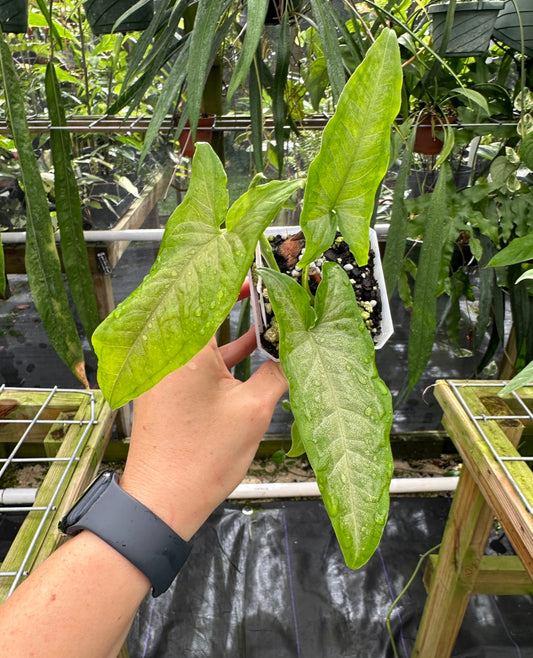 Syngonium yurimaguense