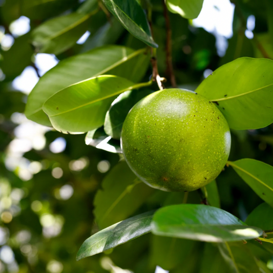 Black Sapote 3-4 lbs Fresh Fruit
