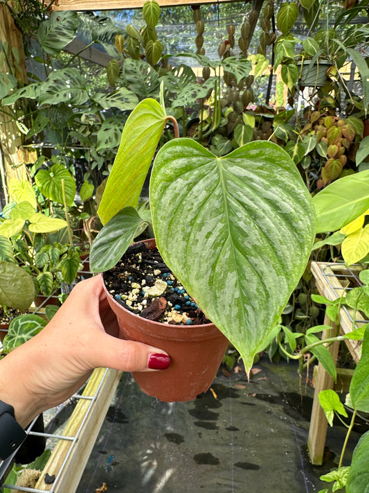Philodendron Majestic (sodiroi x verrucosum) hybrid