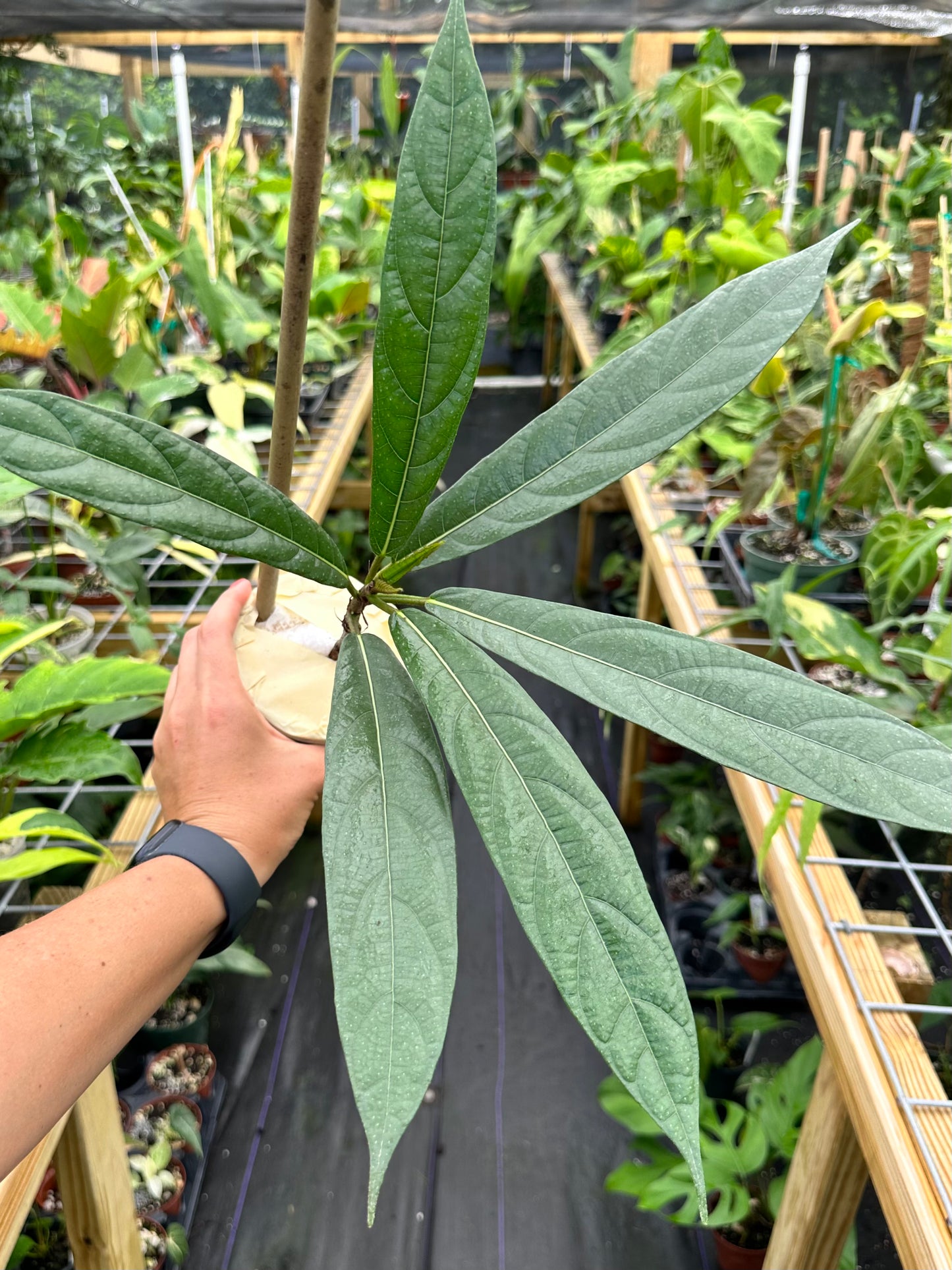 Rare Ficus Squamosa