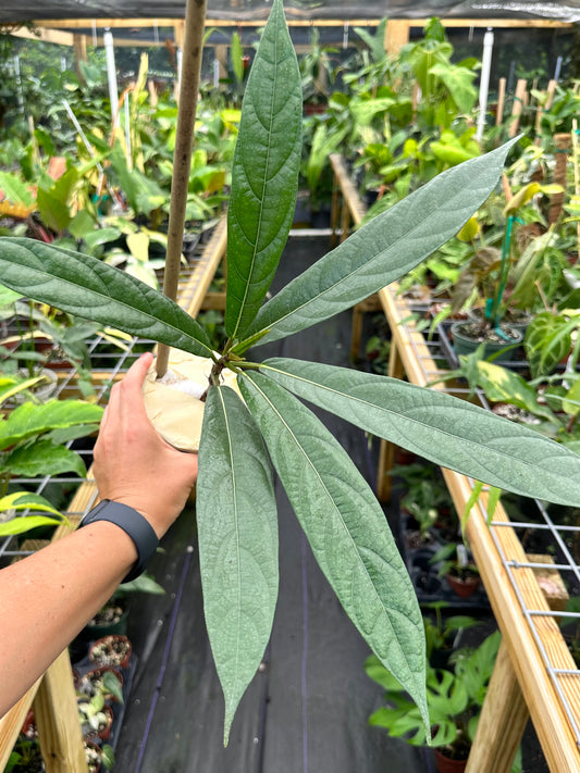 Rare Ficus Squamosa