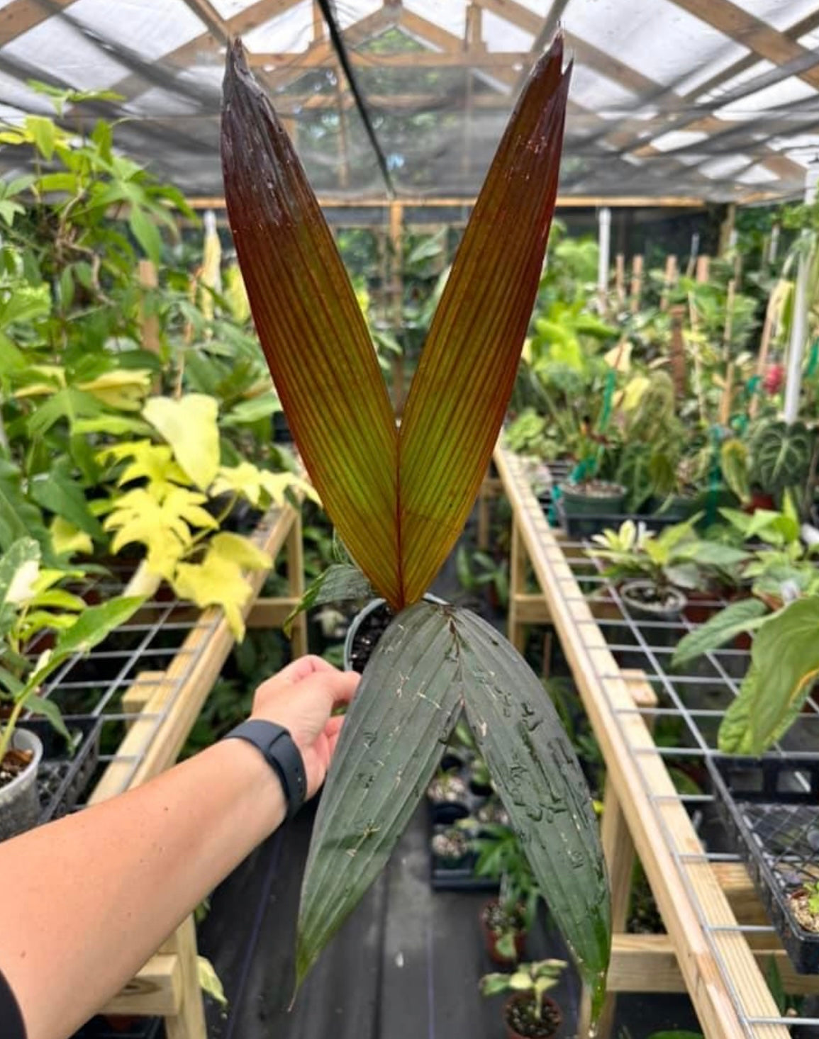 maroon palm plant Areca vestiaria 'Red Form' Palm – Top Notch Tropical