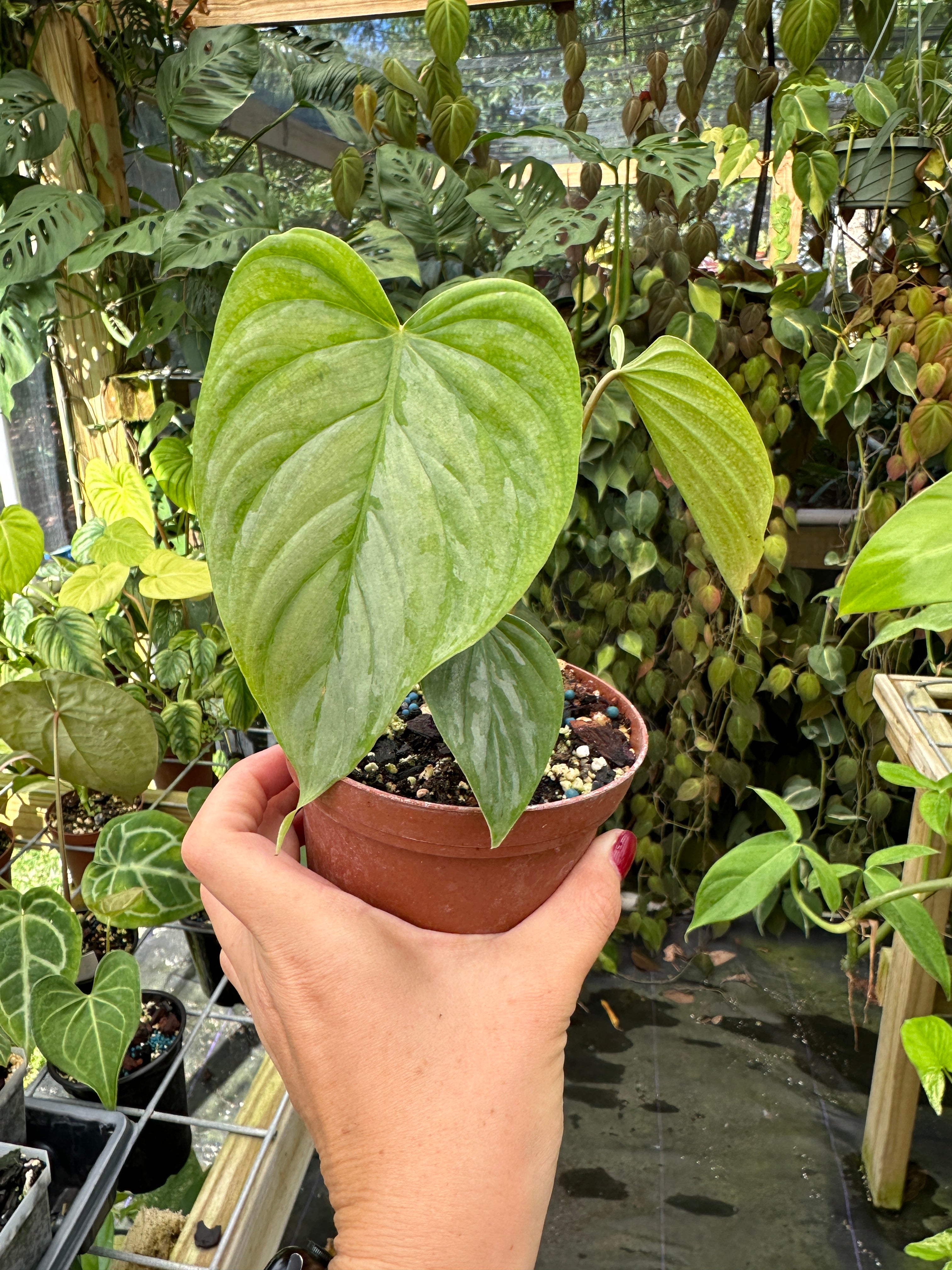 majestic philodendron Philodendron Majestic (sodiroi x verrucosum) hybrid – Top Notch Tropical