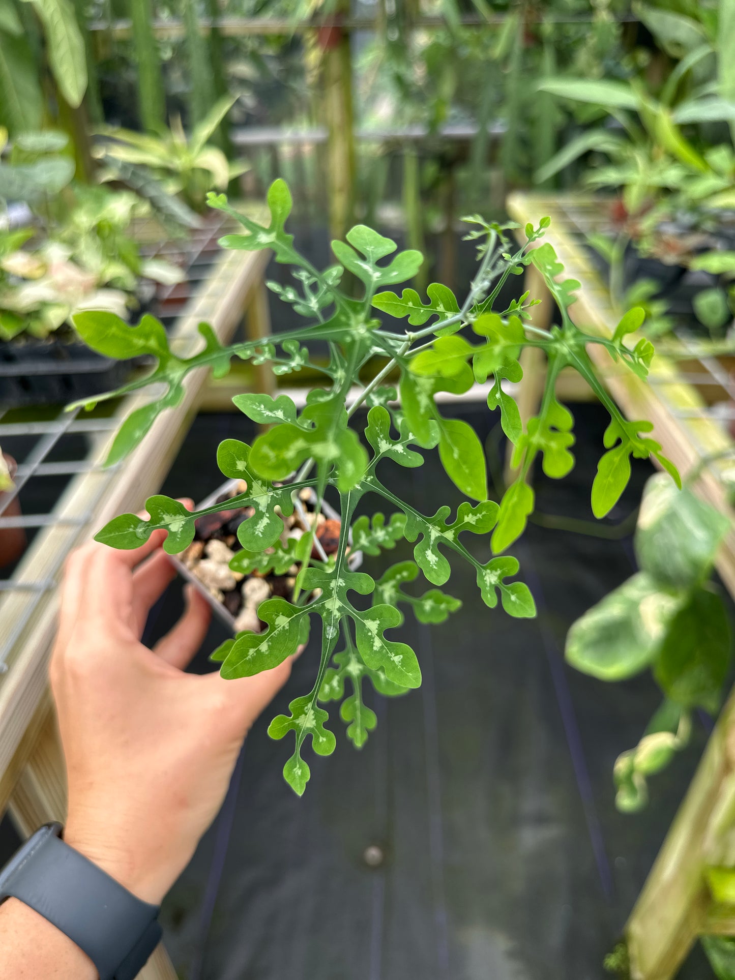 Adenia perrieri Ultra Rare Succulent