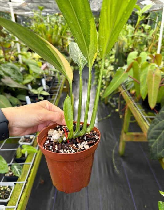 Epipremnum amplissimum variegated