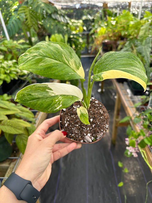Monstera Lechleriana Variegated