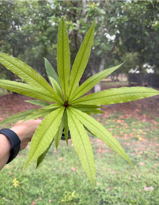 Barringtonia papuana, Rare