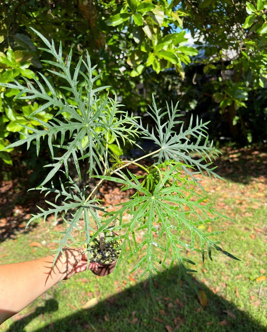 Jatropha multifida, Coralbush