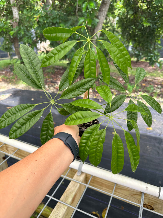 Schefflera albidobracteata, Heptapleurum albidobracteatum