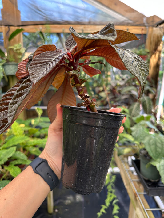 Hoffmannia roezlii type *brown