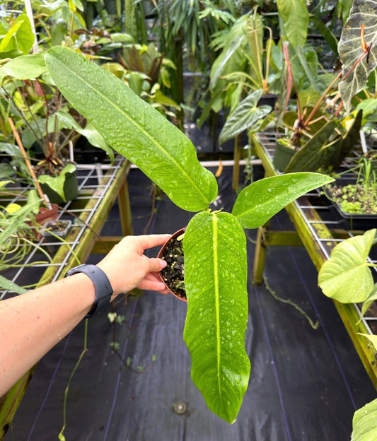 Philodendron sp. Costa Rica, Rare