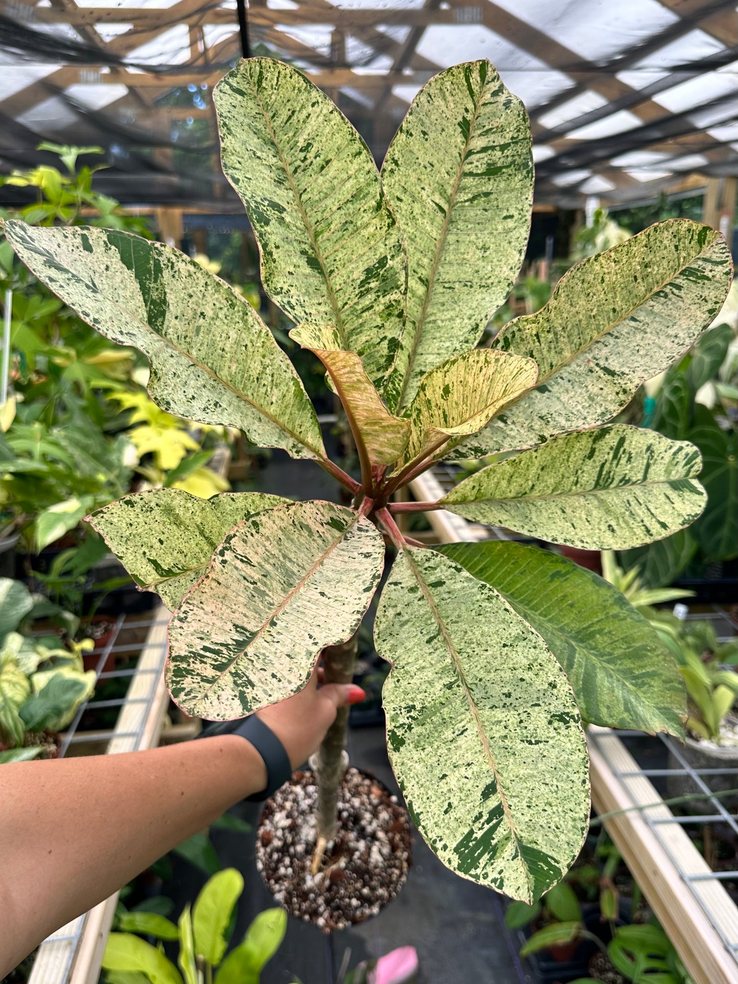 XL Rare Variegated Plumeria Frangipani