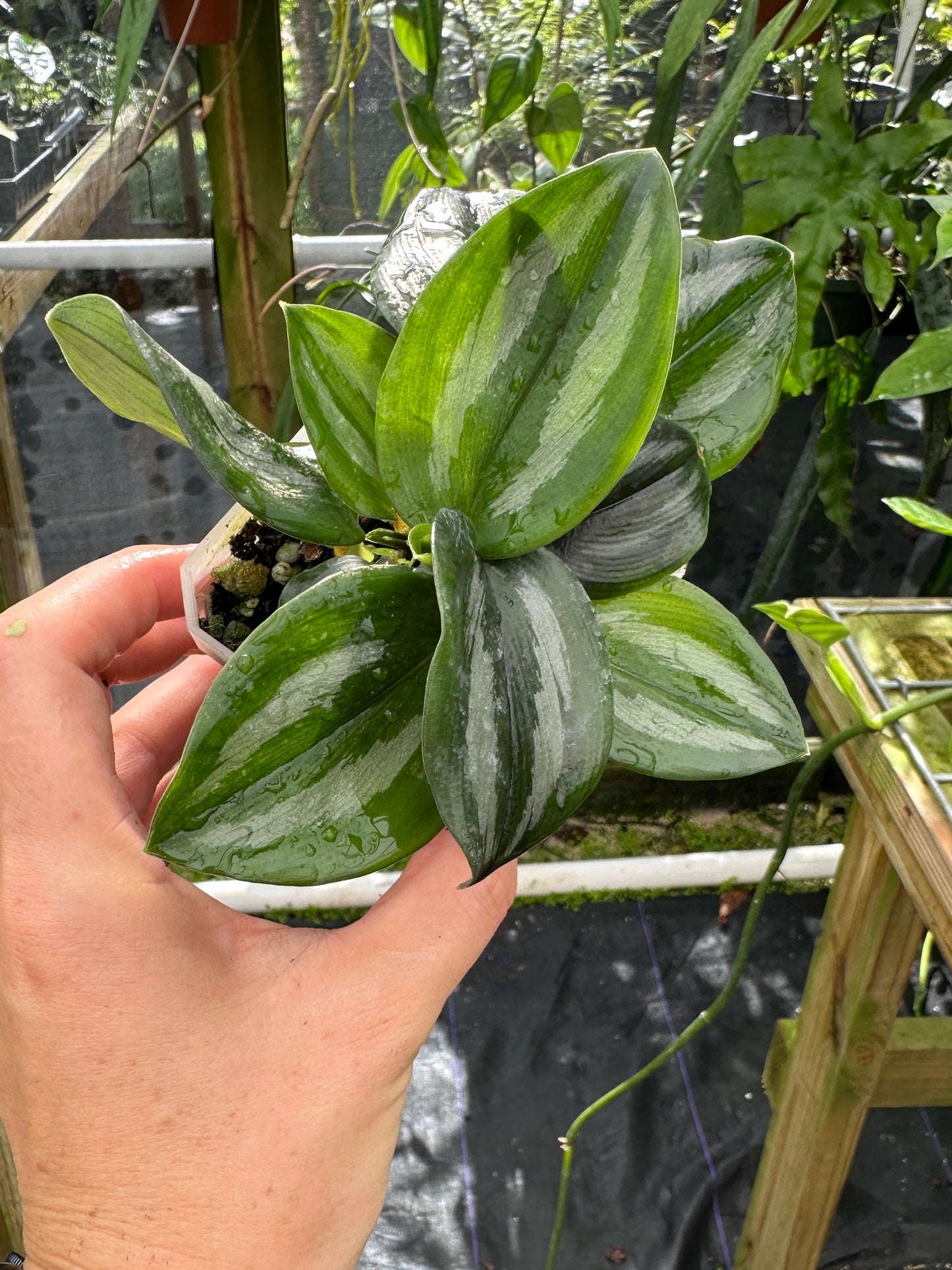 Scaphochlamys sp.
