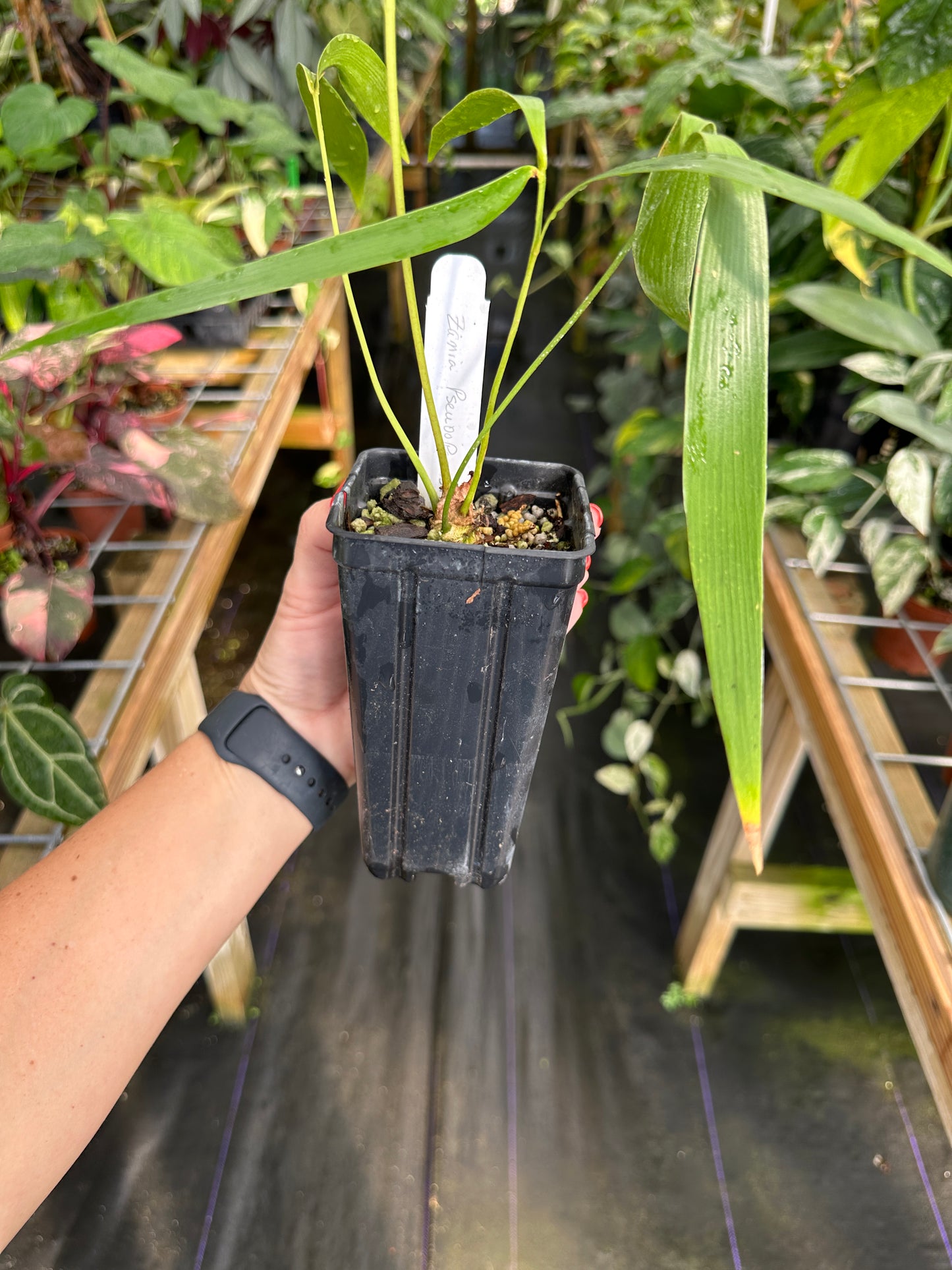 Zamia pseudoparasitica Rare epiphytic cycad by Ree Gardens