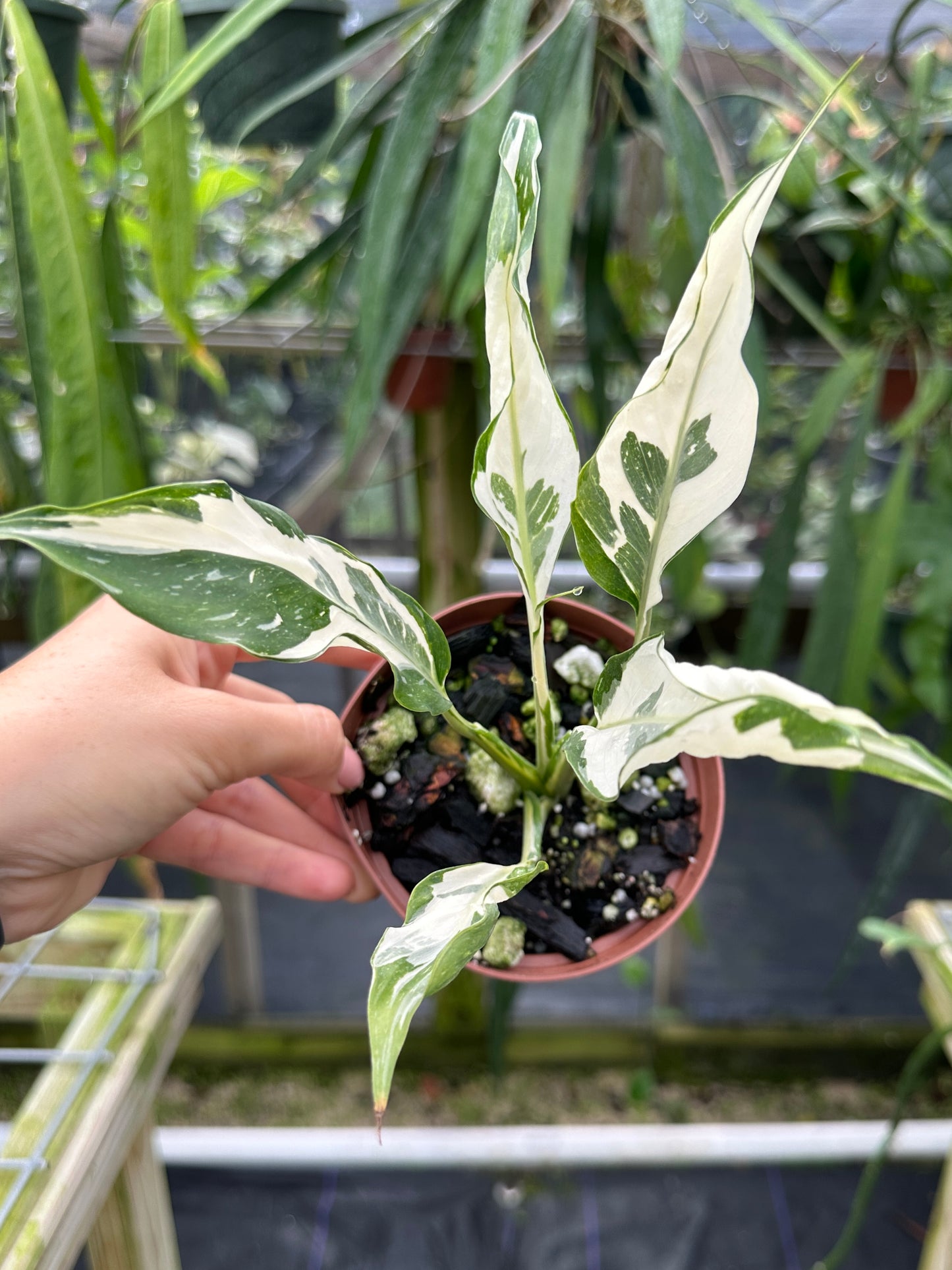 Rare Spathiphyllum "Galaxy" High variegated Peace Lily