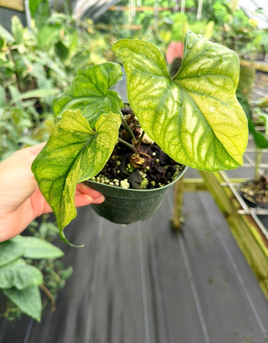 Cercestis mirabilis AUREA VARIEGATED, Rare